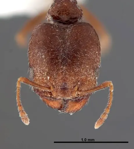 Pheidole rugulosa - FMNHINS0000062691