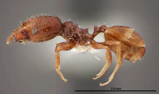 Pheidole rugulosa - FMNHINS0000062691