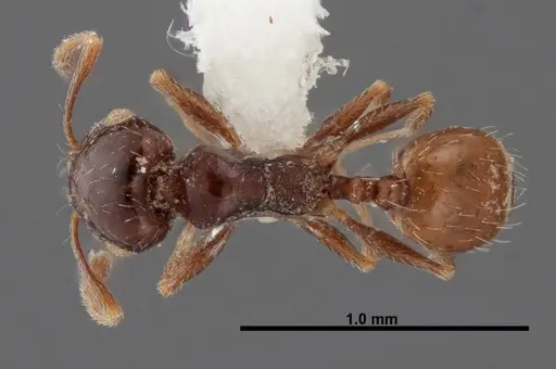 Pheidole rugulosa - FMNHINS0000062764