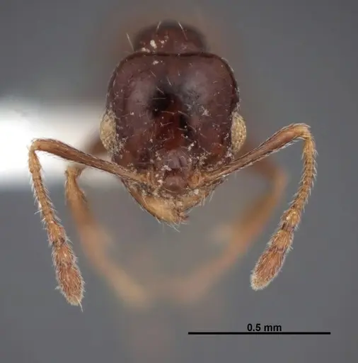 Pheidole rugulosa - FMNHINS0000062764