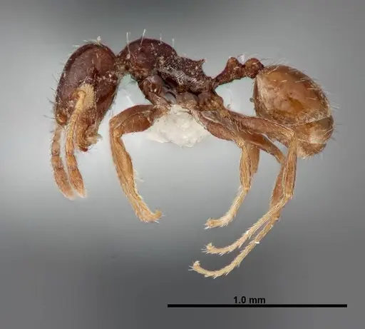 Pheidole rugulosa - FMNHINS0000062764