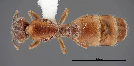Pheidole rugulosa - FMNHINS0000062776