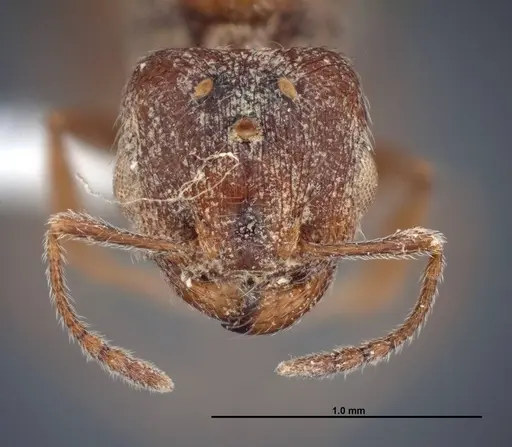 Pheidole rugulosa - FMNHINS0000062776