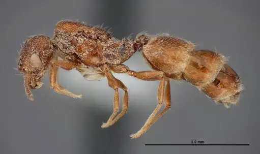 Pheidole rugulosa - FMNHINS0000062776