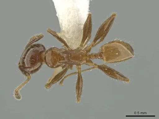 Pheidole rutilana specimen