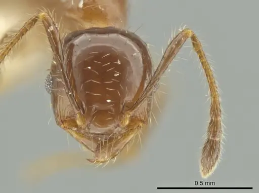Pheidole rutilana specimen