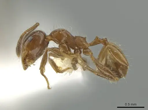 Pheidole rutilana specimen