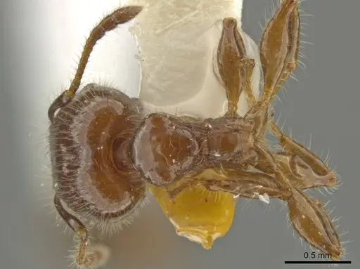 Pheidole rutilana - JTLC000016514