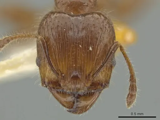 Pheidole rutilana - JTLC000016514