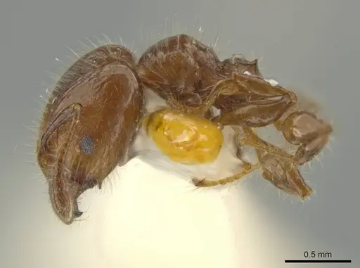 Pheidole rutilana - JTLC000016514