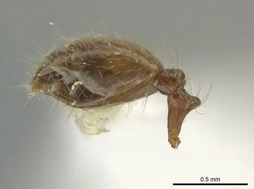 Pheidole rutilana - JTLC000016514