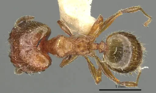 Pheidole ryukyuensis specimen