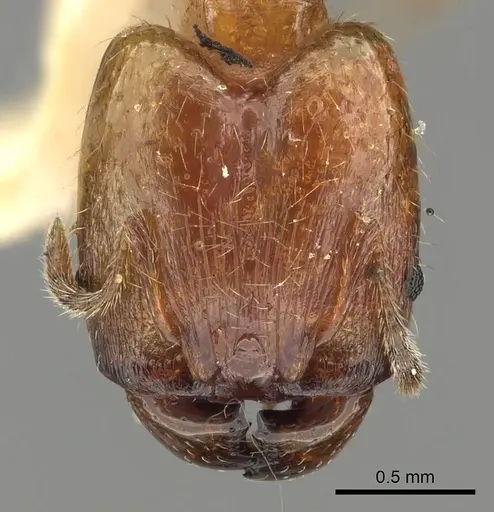 Pheidole ryukyuensis specimen