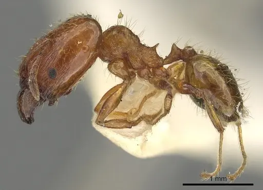 Pheidole ryukyuensis specimen