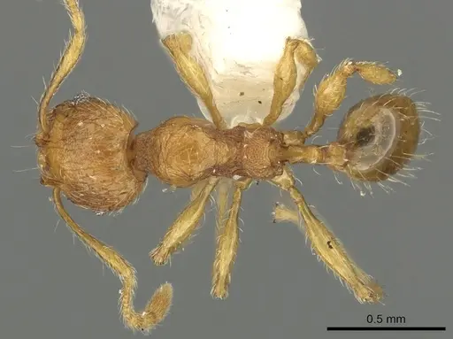 Pheidole ryukyuensis - CASENT0901528