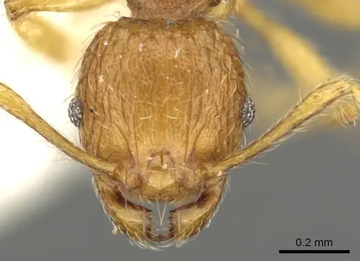 Pheidole ryukyuensis - CASENT0901528