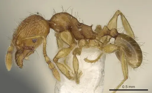 Pheidole ryukyuensis - CASENT0901528