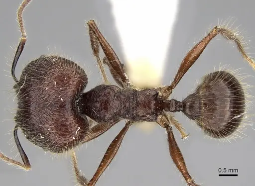 Pheidole sabahna specimen