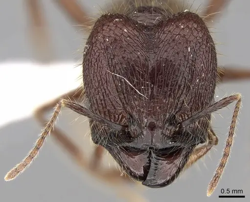 Pheidole sabahna specimen