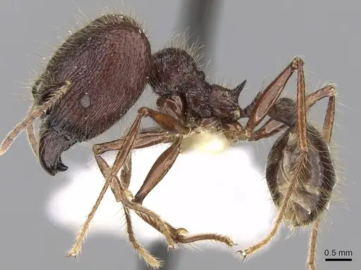 Pheidole sabahna specimen