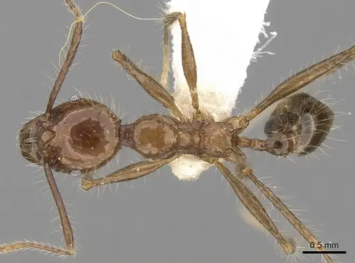 Pheidole sabahna - CASENT0281652