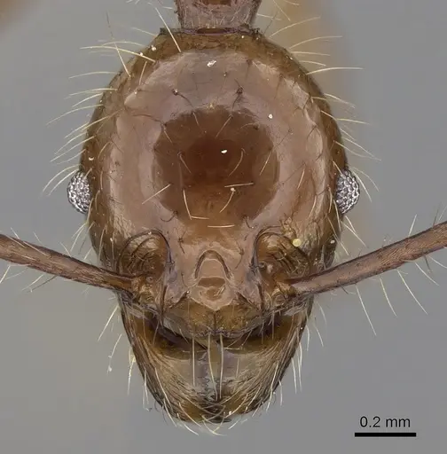 Pheidole sabahna - CASENT0281652