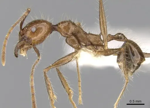 Pheidole sabahna - CASENT0281652