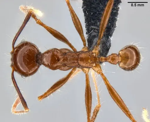 Pheidole sabahna - CASENT0282602