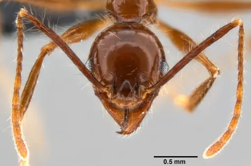 Pheidole sabahna - CASENT0282602