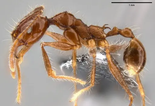 Pheidole sabahna - CASENT0282602