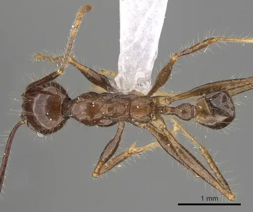 Pheidole sabahna - CASENT0901642