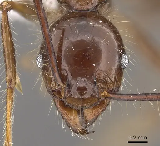 Pheidole sabahna - CASENT0901642