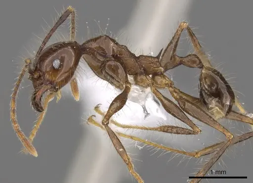 Pheidole sabahna - CASENT0901642