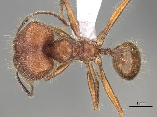 Pheidole sabahna - CASENT0901643