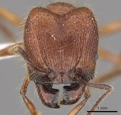 Pheidole sabahna - CASENT0901643