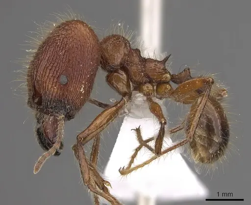 Pheidole sabahna - CASENT0901643