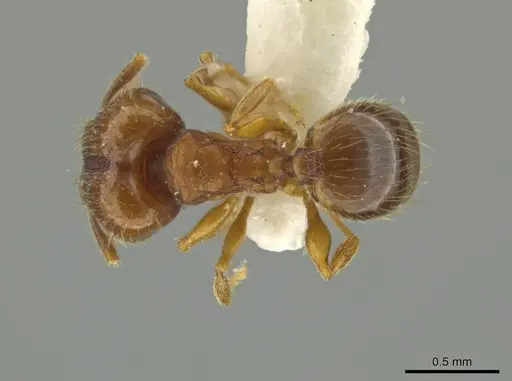 Pheidole sabella specimen