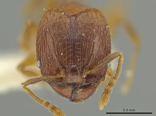 Pheidole sabella specimen