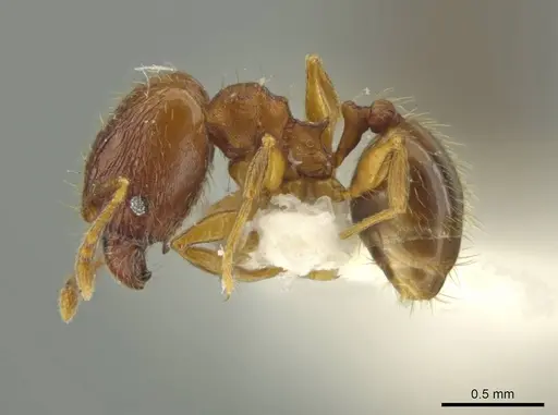 Pheidole sabella specimen