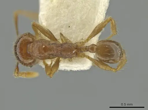 Pheidole sabina specimen