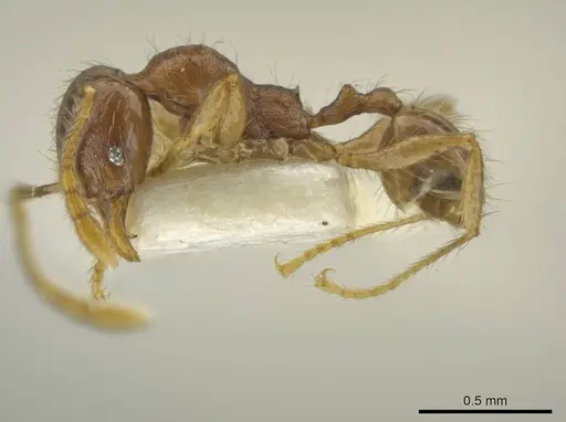 Pheidole sabina specimen
