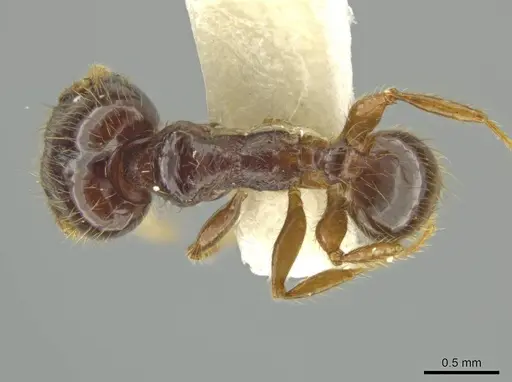 Pheidole sabina - CASENT0645864