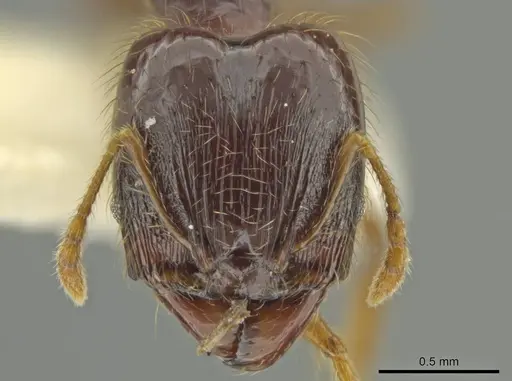 Pheidole sabina - CASENT0645864