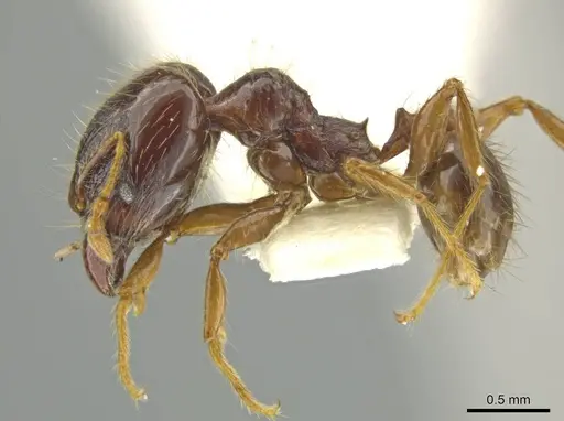 Pheidole sabina - CASENT0645864