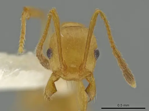 Pheidole sagax specimen