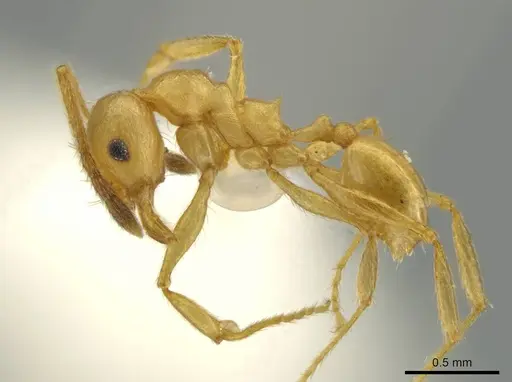 Pheidole sagax specimen