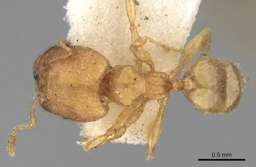 Pheidole sagei specimen