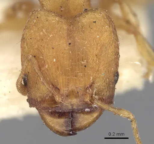 Pheidole sagei specimen