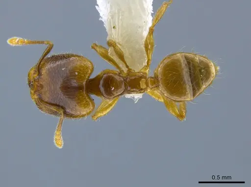 Pheidole sagittaria specimen