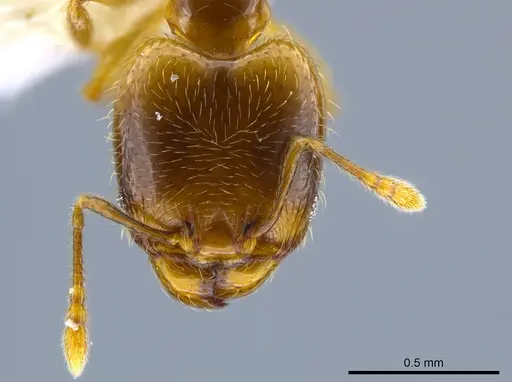 Pheidole sagittaria specimen